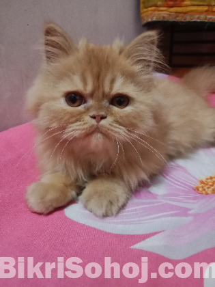 Persian cat